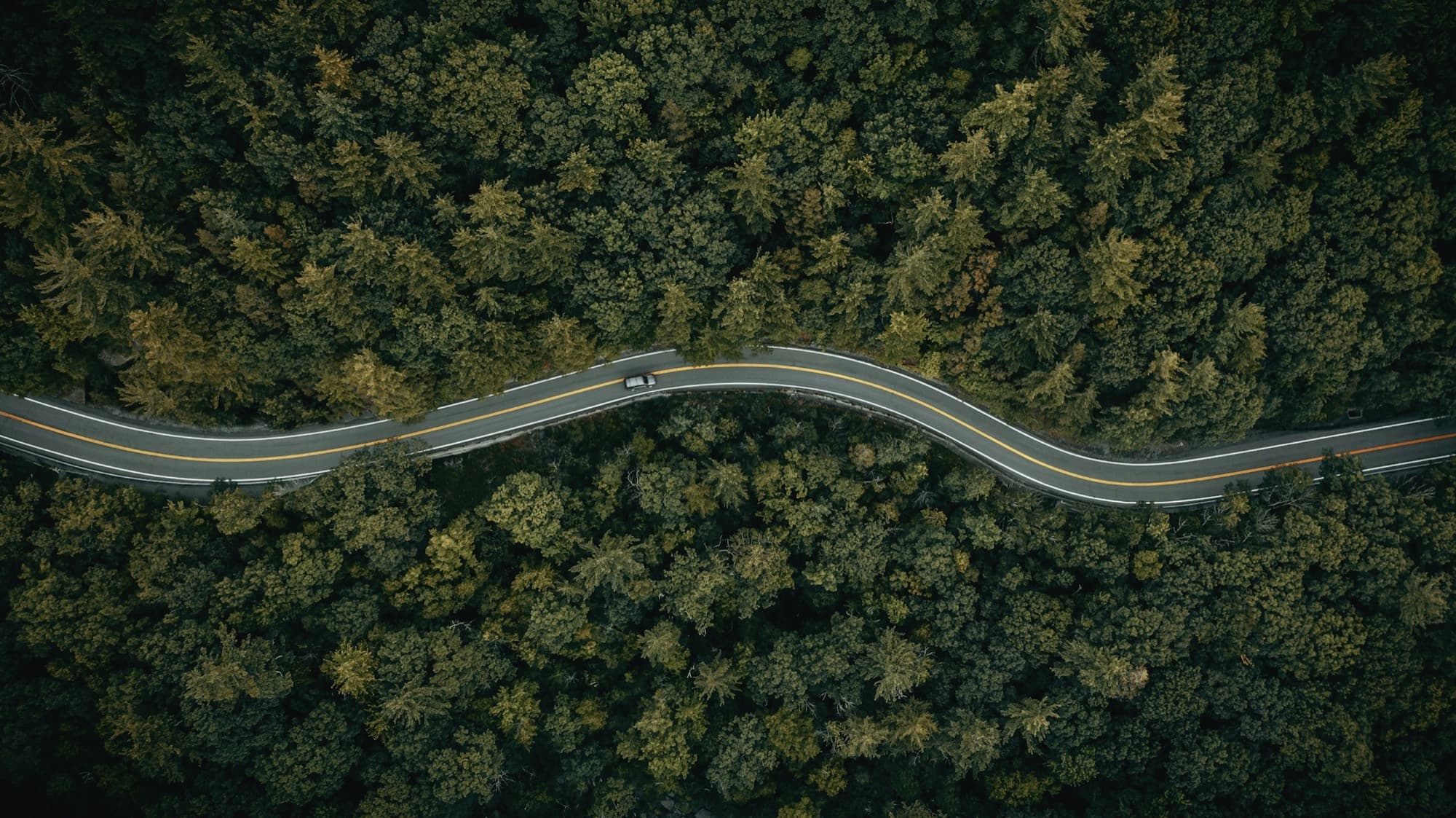 Kurvige Landstraße durch dichten Wald aus der Vogelperspektive